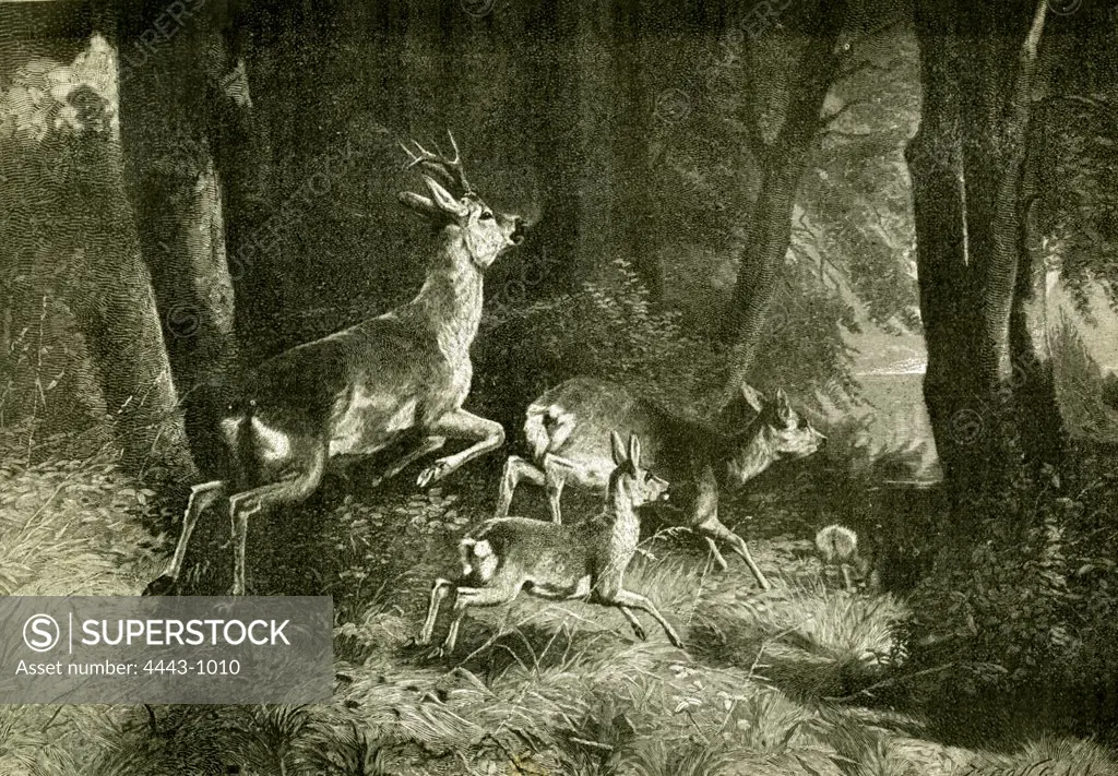 Deer, Austria, 1891