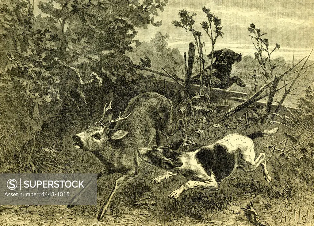 Deer, Dog, Hunt, Austira, 1891