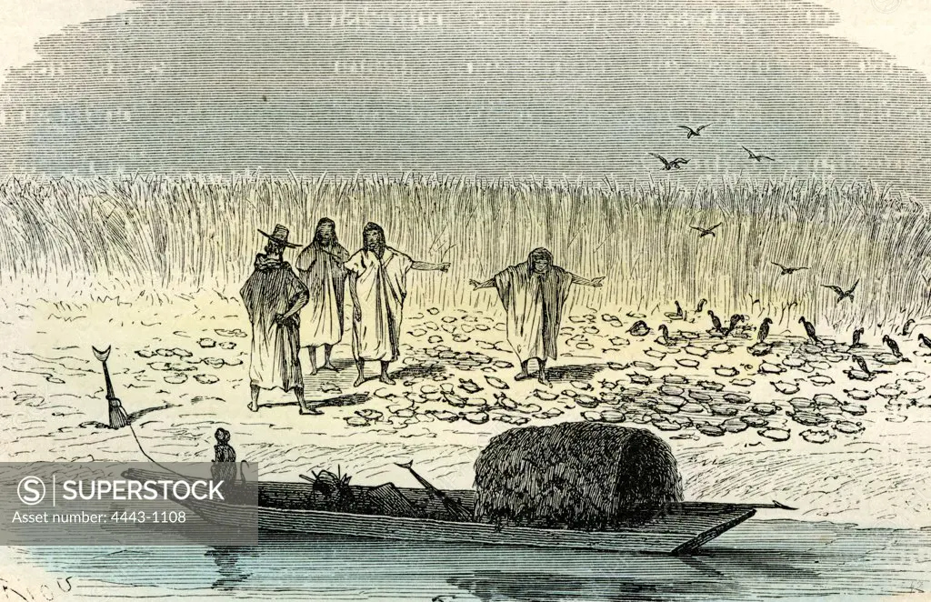 A massacre of turtles, 1869, Peru