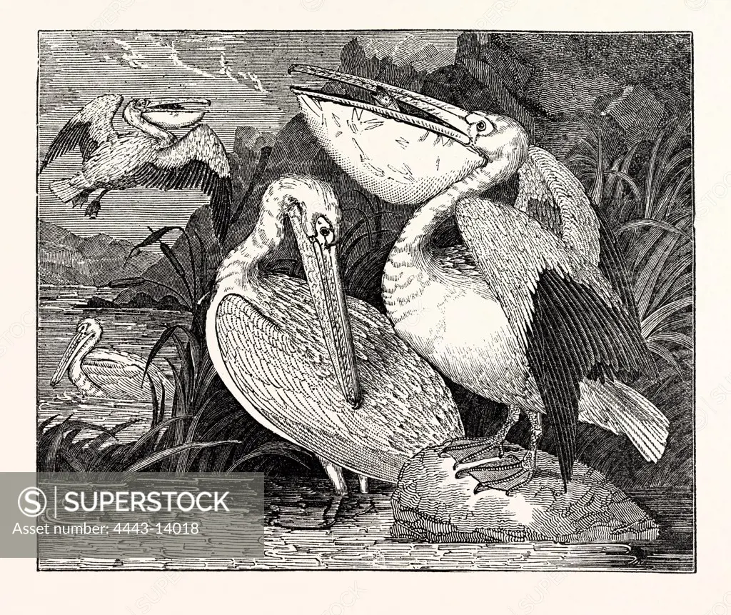 Pelicans, from Specimens in the Gardens of the Zoological Society