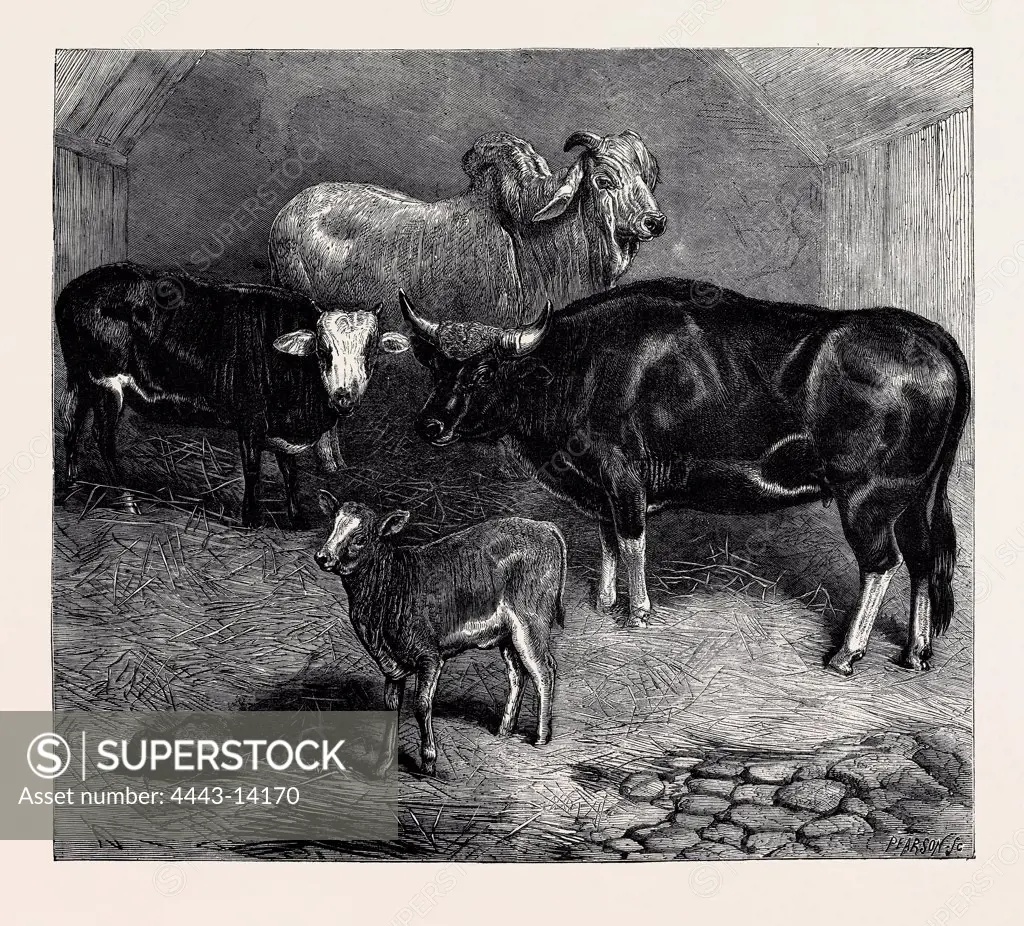 NOTES AT THE ZOOLOGICAL GARDENS, BRAHMIN BULL, GAYAL COW, AND HYBRID HEIFER AND CALF, 1872 engraving