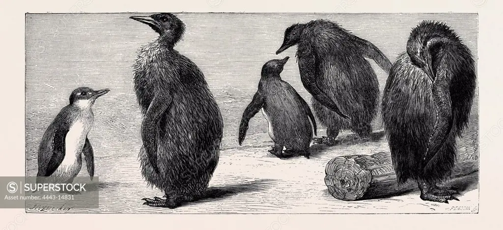 THE KING PENGUIN, AT THE ZOOLOGICAL GARDENS, LONDON, 1872 engraving