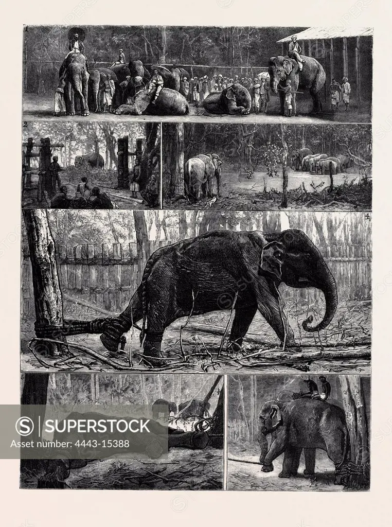 THE YOUNG PRINCES ON THEIR CRUISE; AT AN ELEPHANT KRAAL NEAR AWISAWELLA, CEYLON