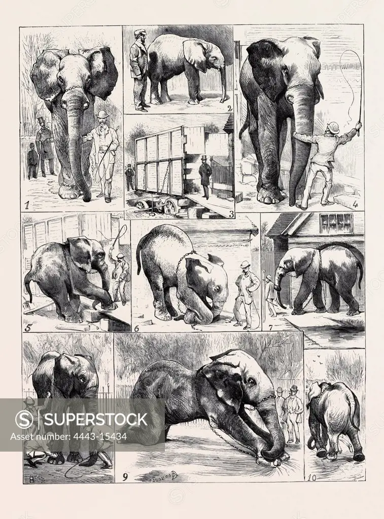 THE ATTEMPTED REMOVAL OF 'JUMBO' FROM THE ZOOLOGICAL GARDENS