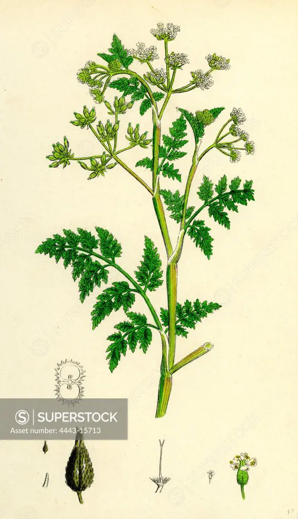 Chaerophyllum Anthriscus; Common Chervil