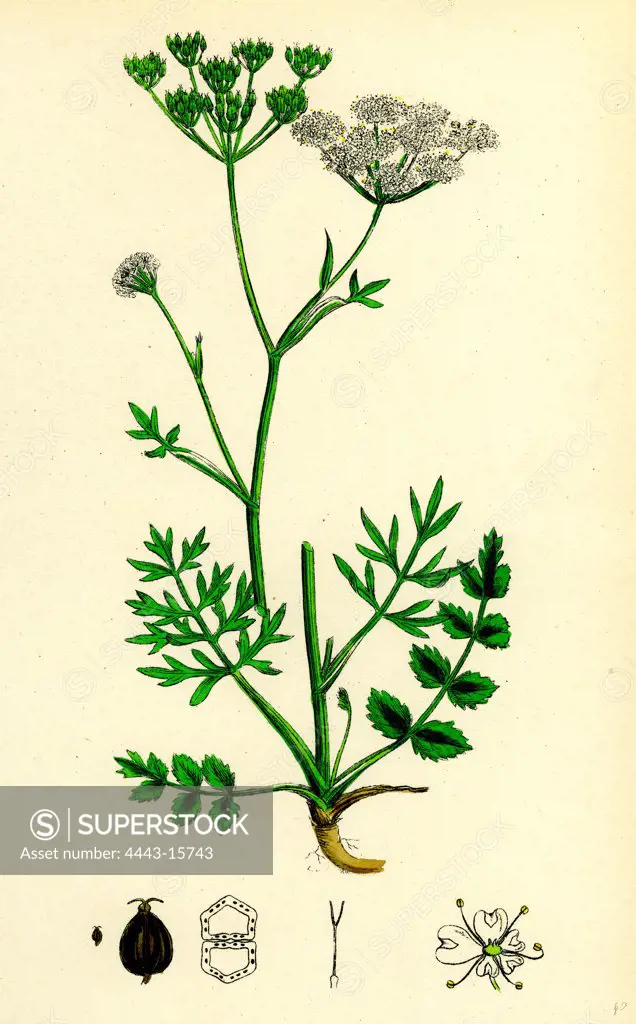 Pimpinella Saxifraga; Common Burnet Saxifrage