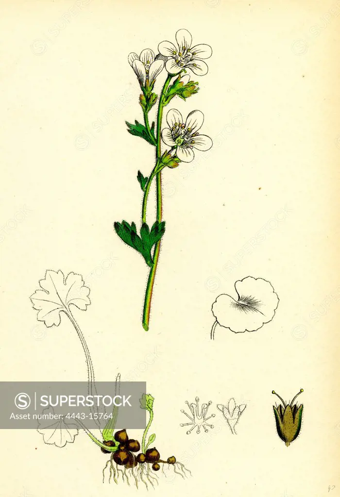 Saxifraga granulata; White Meadow Saxifrage