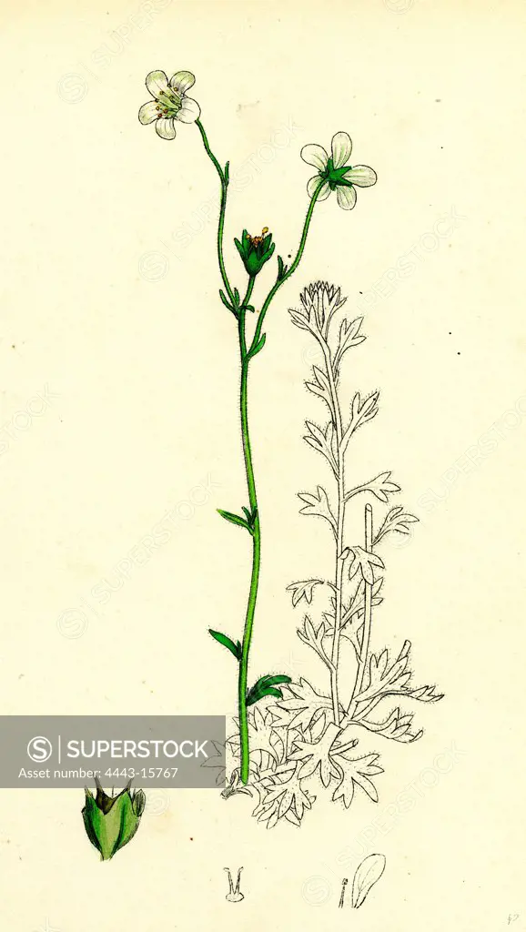 Saxifraga hirta, var. genuina; Irish Mossy Saxifrage, var. a.