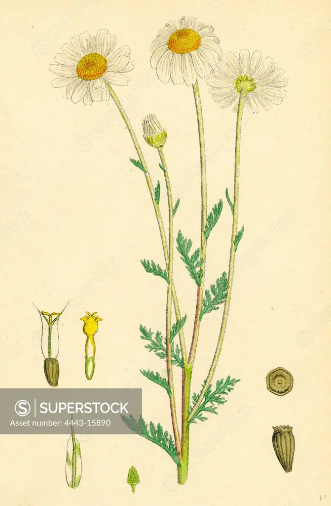 Anthemis arvensis, var. genuina; Corn Chamomile, var. a.
