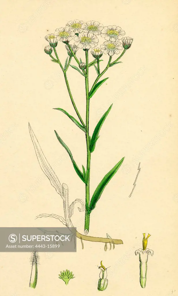 Achillea Ptarmica; Sneeze-wort Yarrow
