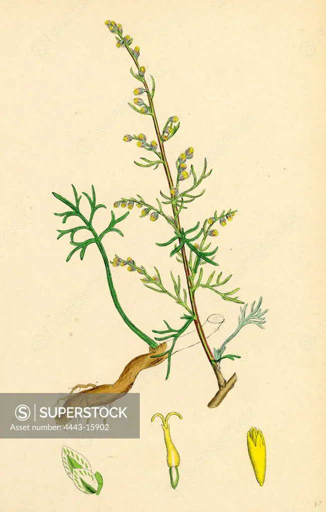 Artemisia campestris; Field Southernwood