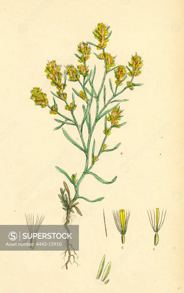 Gnaphalium uliginosum; Marsh Cudweed