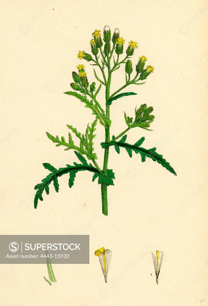 Senecio sylvaticus, var. auriculatus; Mountain Groundsel, var. B.