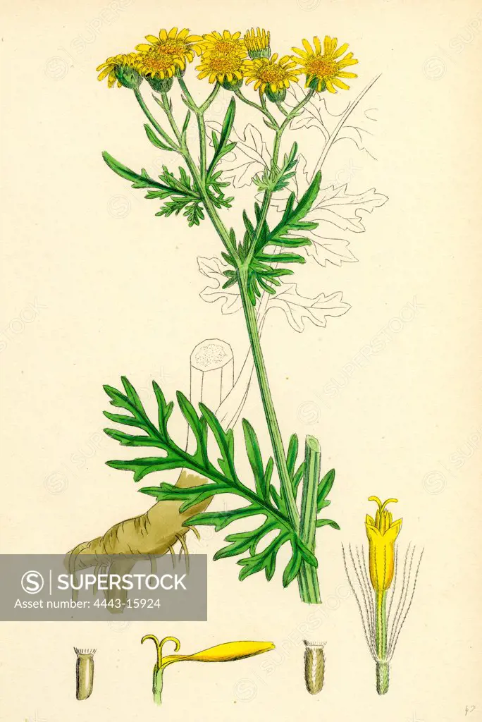 Senecio Jacobaea; Common Ragwort