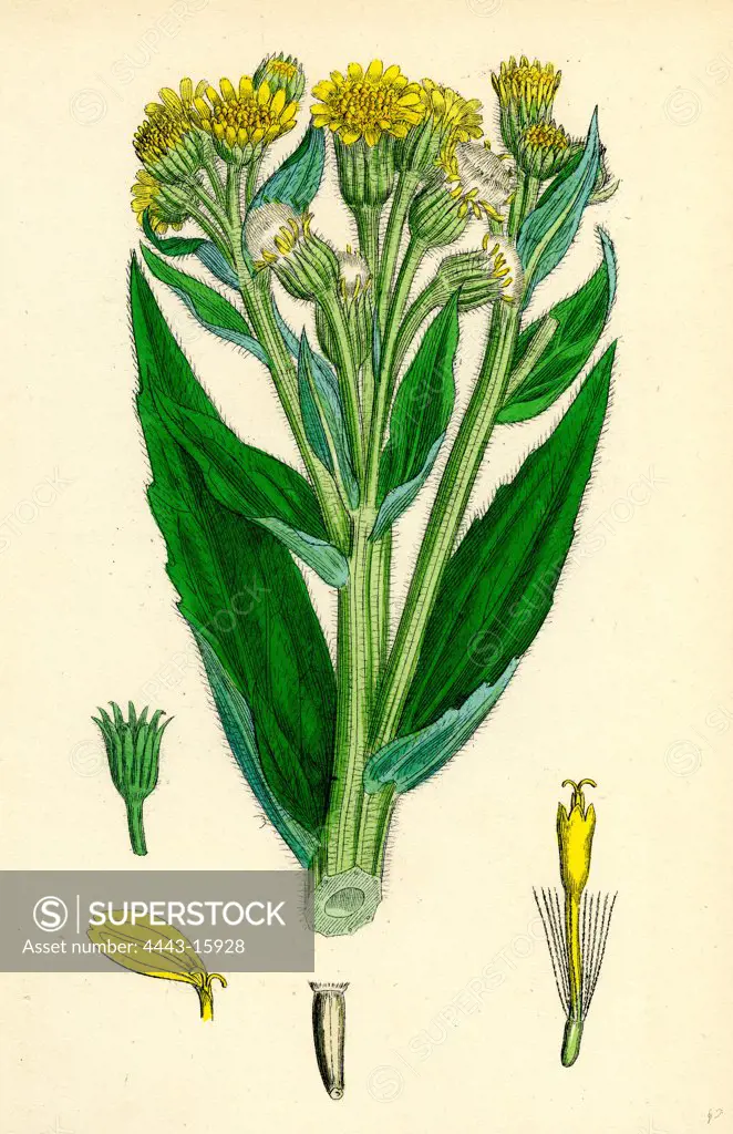 Senecio palustris; Marsh Fleawort