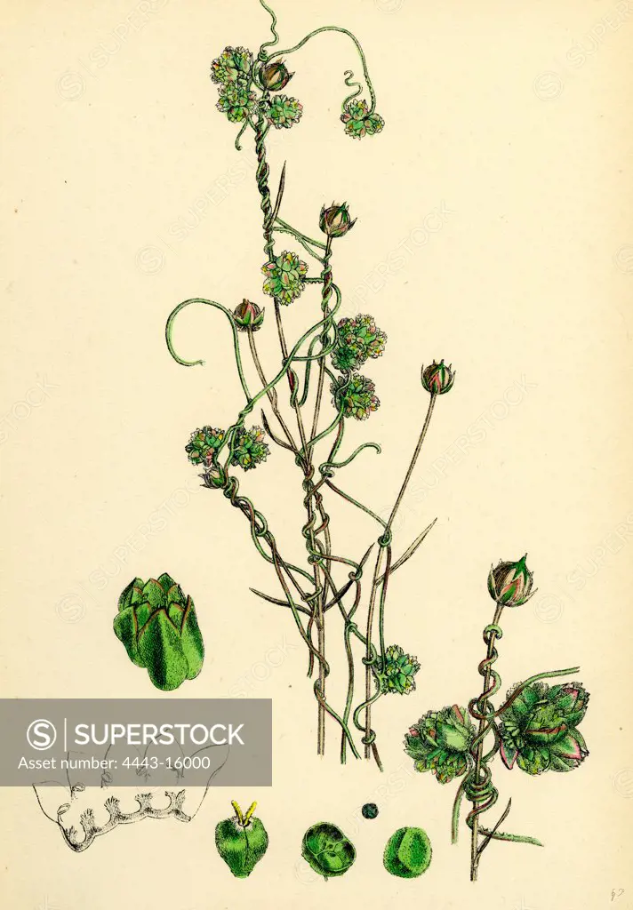 Cuscuta Epilinum; Flax Dodder