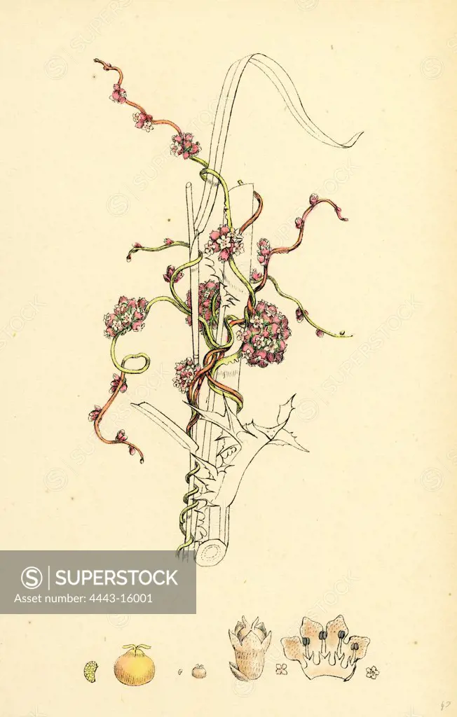 Cuscuta Europaea; Greater Dodder