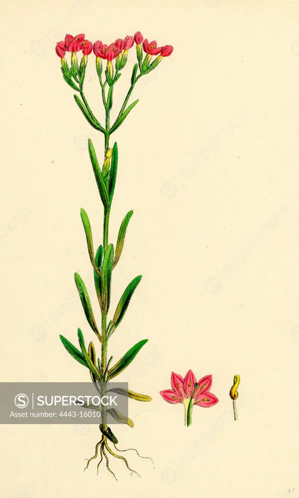 Erythraea littoralis; Narrow-leaved Centaury