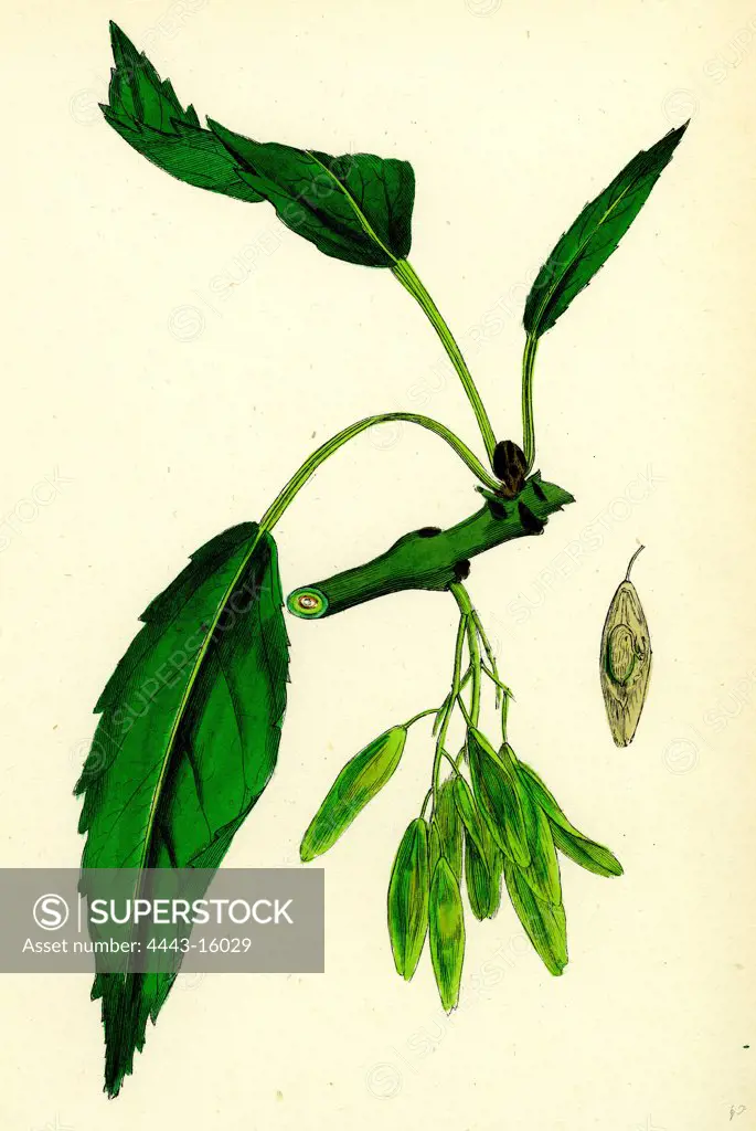 Fraxinus excelsior, heteropylla; Simple-leaved Ash