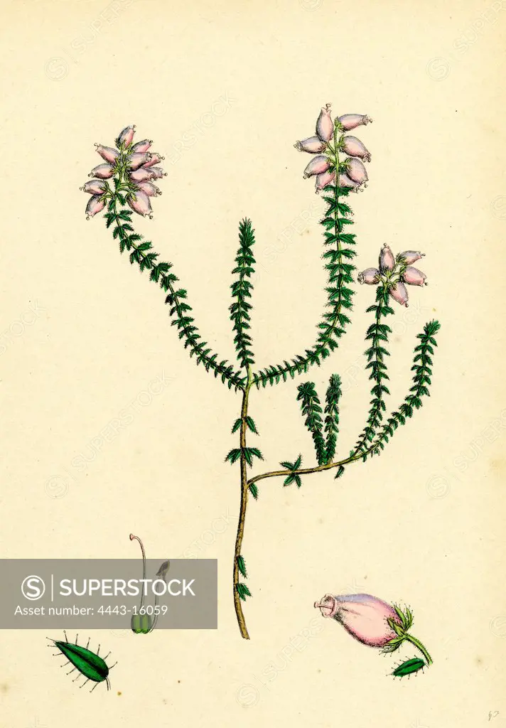 Erica Tetralici-ciliaris; Hybrid between Fringed-leaved and Cross-leaved Heaths