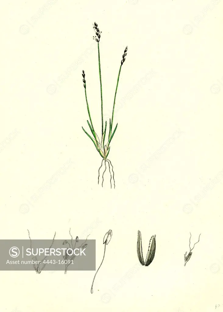 Chamagrostis minima; Early Sand-grass