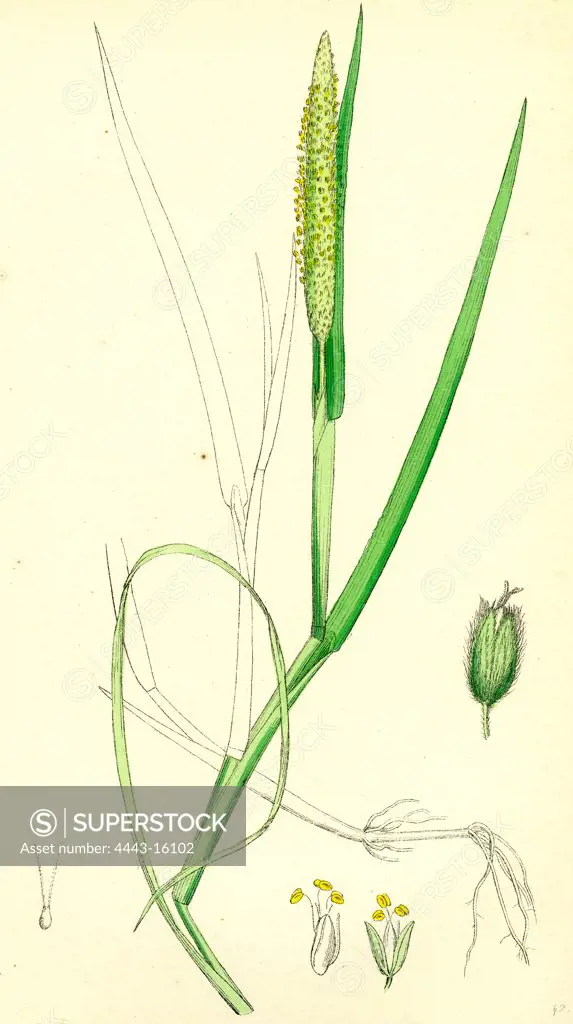 Alopecurus fulvus; Orange anthered Fox-tail-grass