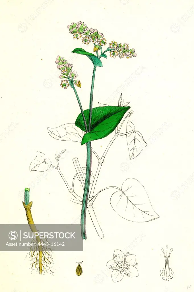 Polygonum Fagopyrum; Common Buckwheat