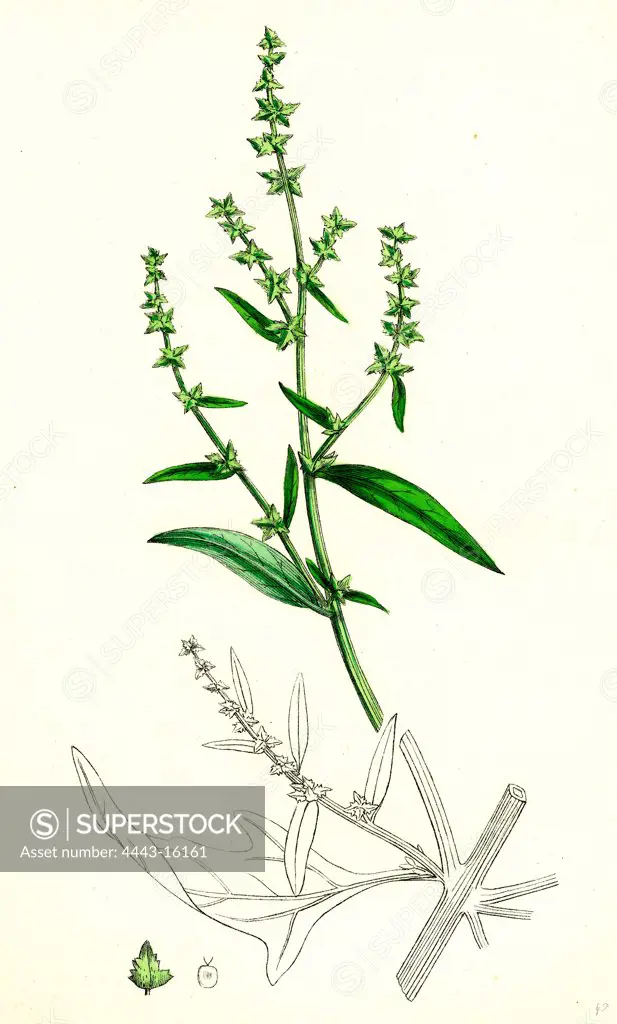 Atriplex patula, var. angustifolia; Narrow-leaved Orache, var. a.