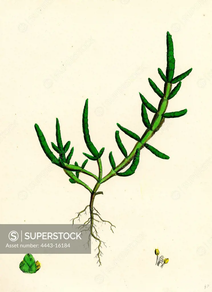 Salicornia herbacea, var. procumbens; Common Marsh-samphire, var. B.
