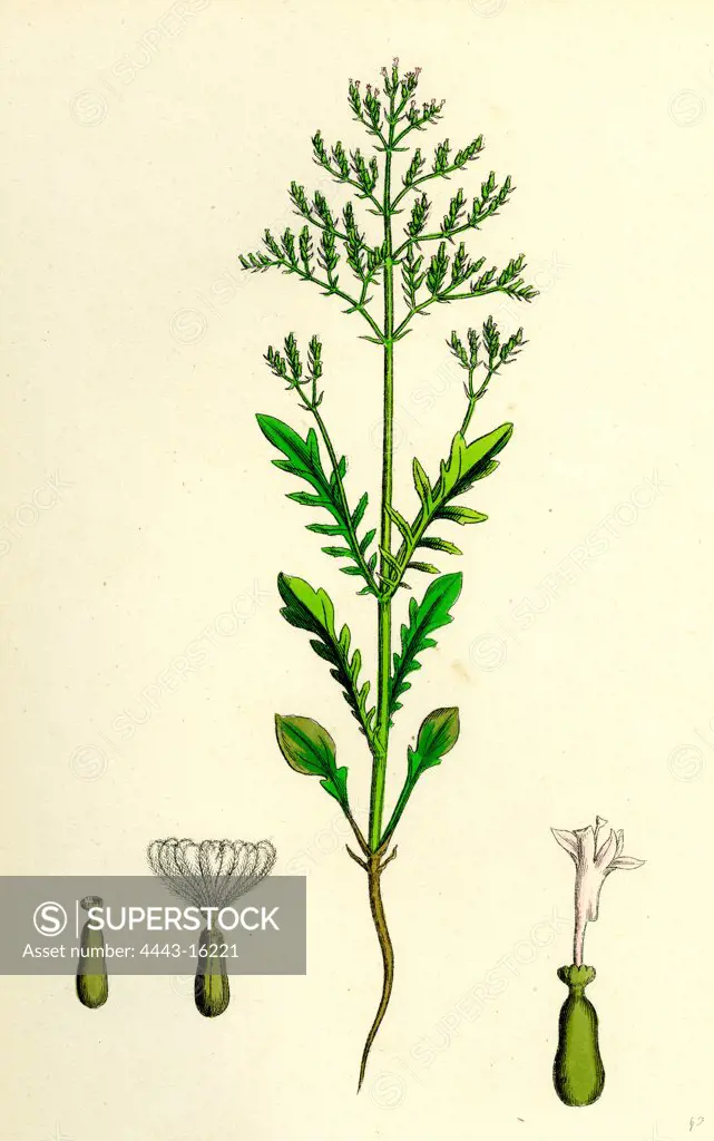 Centranthus Calcitrapa; Cut-leaved Valerian