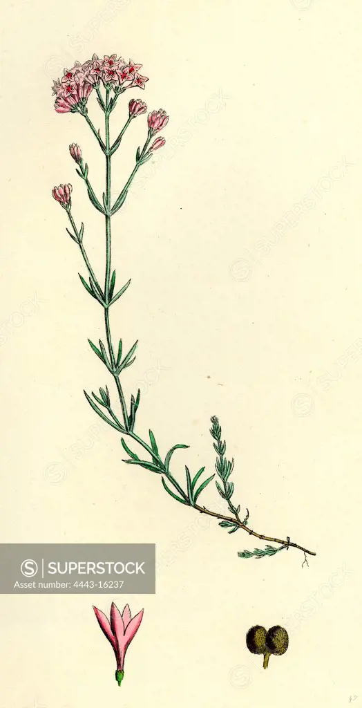 Asperula cynanchica; Squinancy-wort