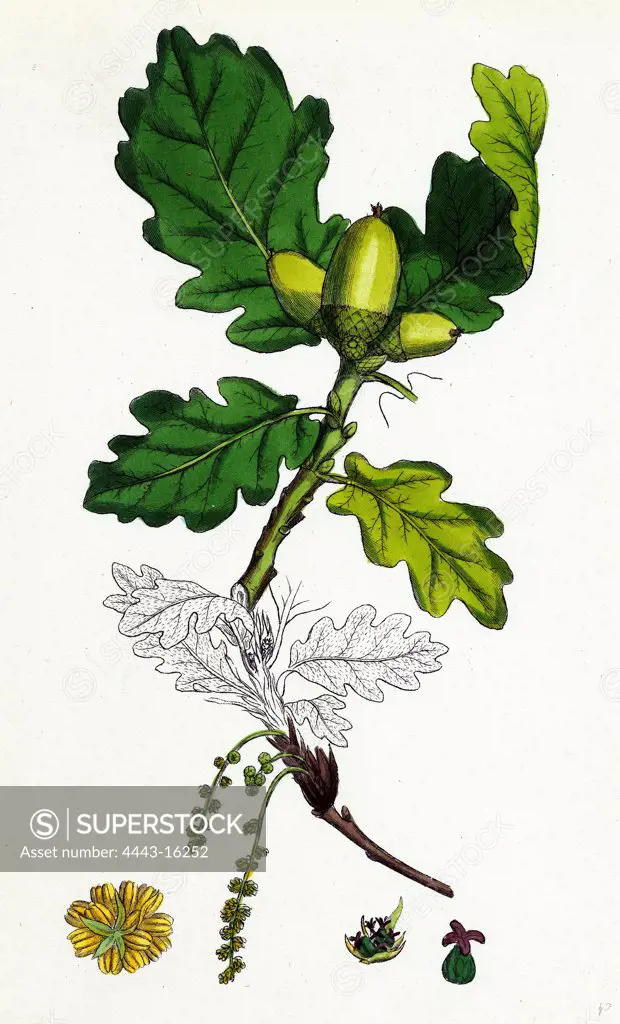 Quercus sessiliflora; Sessile-fruited Oak