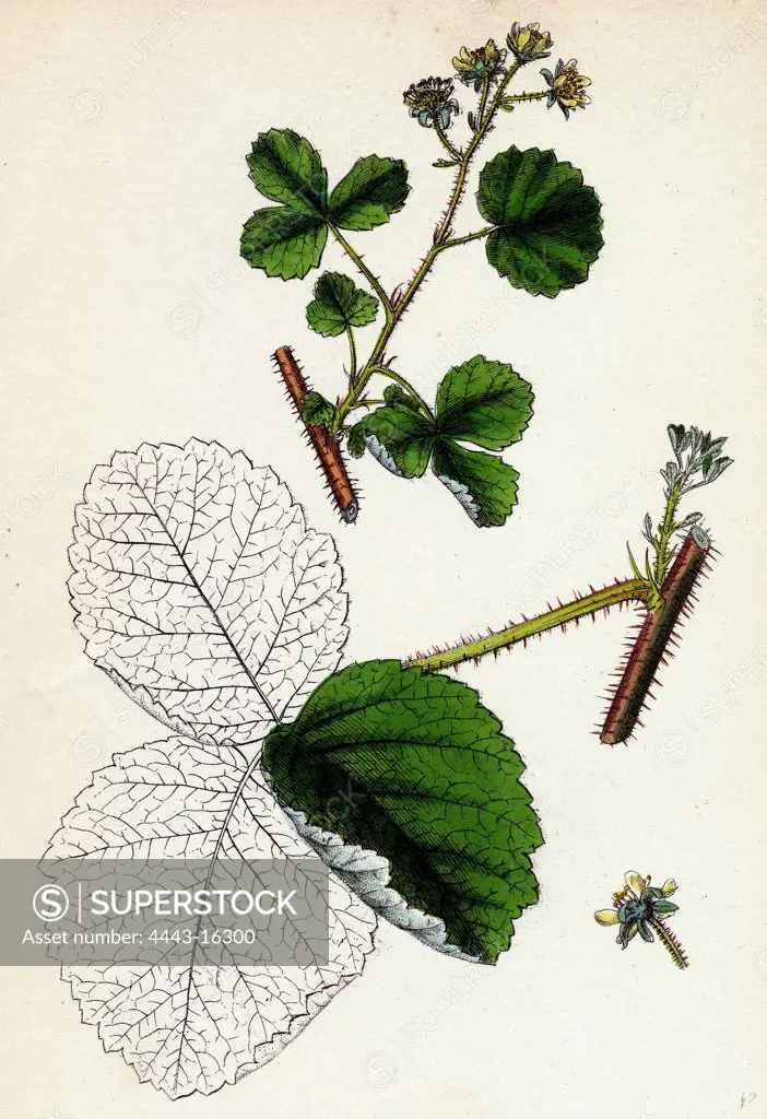 Rubus Leesii; Lees' Raspberry