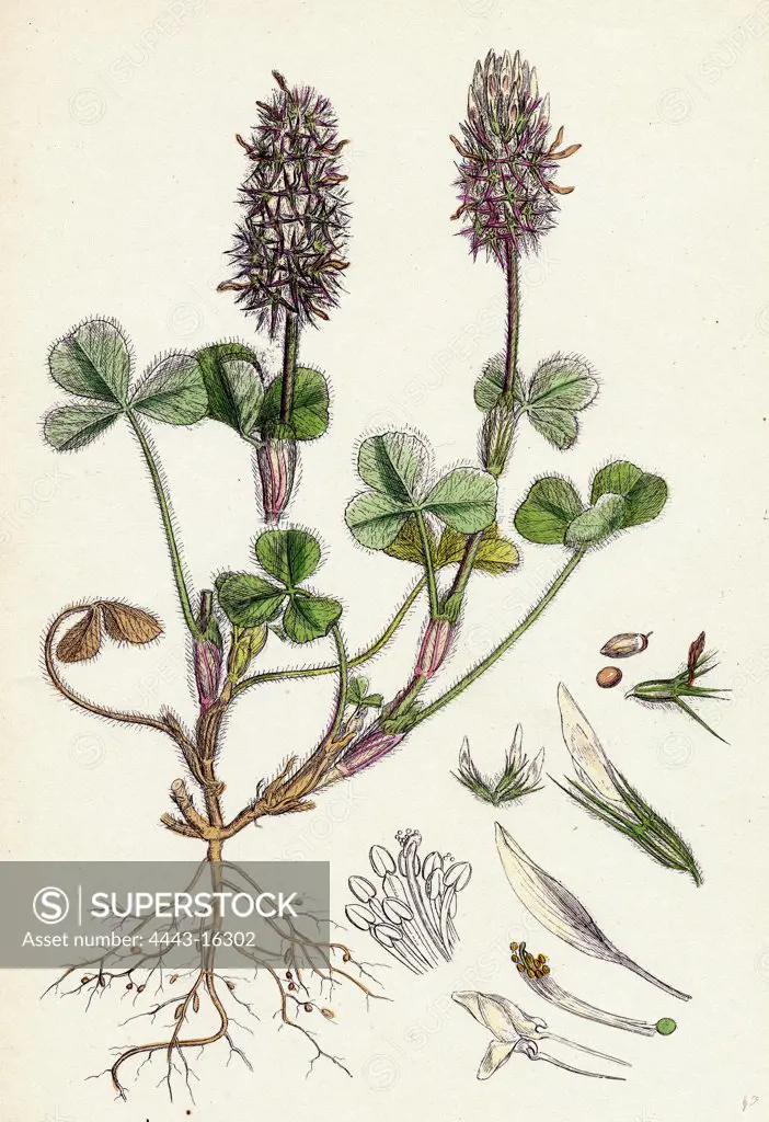 Trifolium Molinerii; Balbi's Trefoil