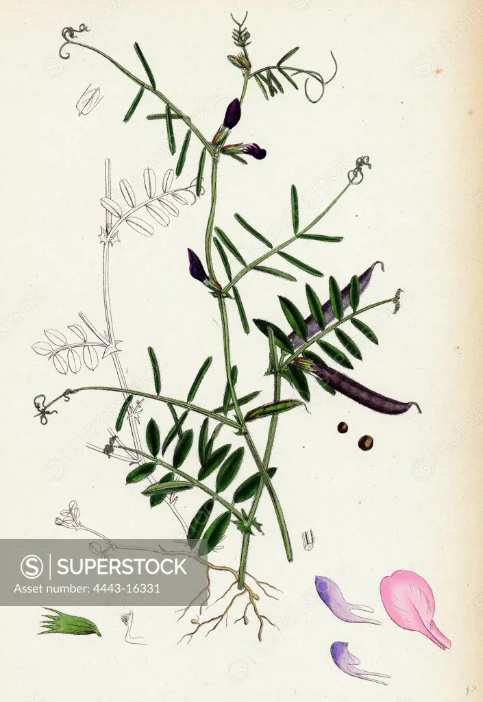 Vicia angustifolia, var. a segetalis; Common Wild Vetch, var. a.
