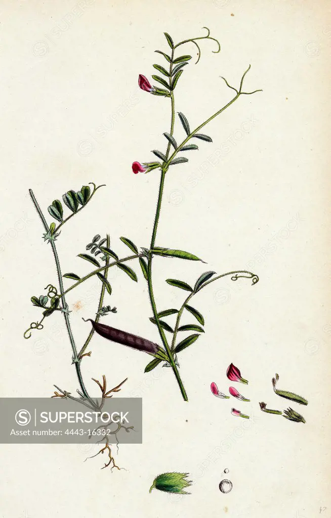 Vicia angustifolia, var. B Bobartii; Common Wild Vetch, var. B.