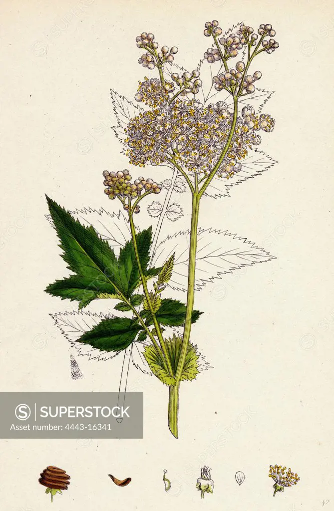 Spiraea Ulmaria; Meadow-sweet