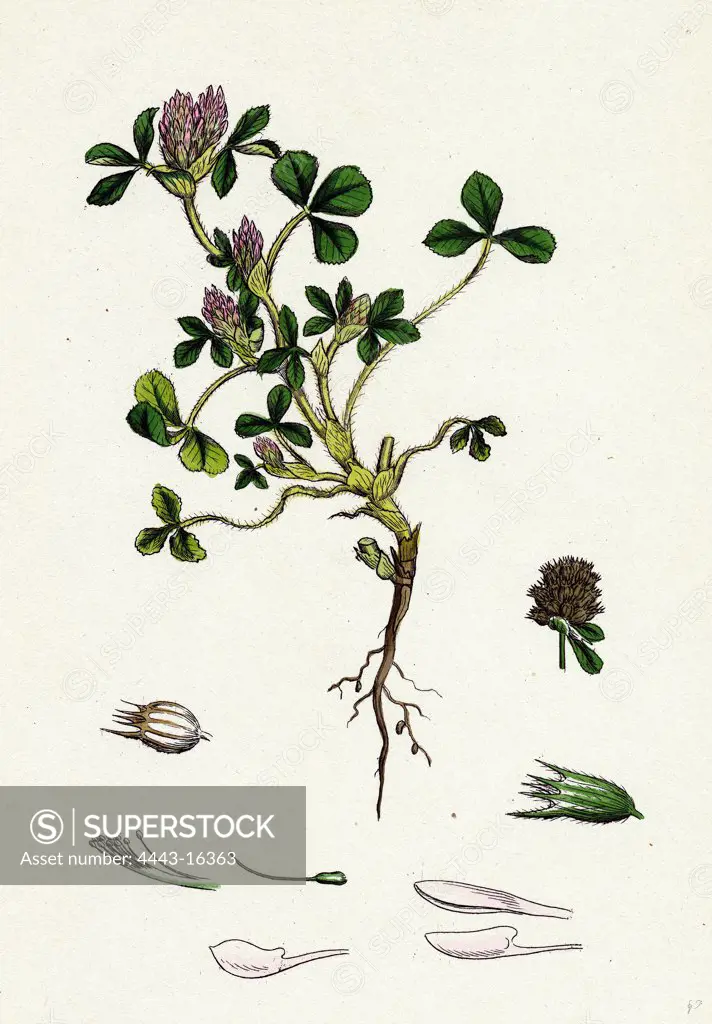 Trifolium striatum; Soft Knotted Trefoil