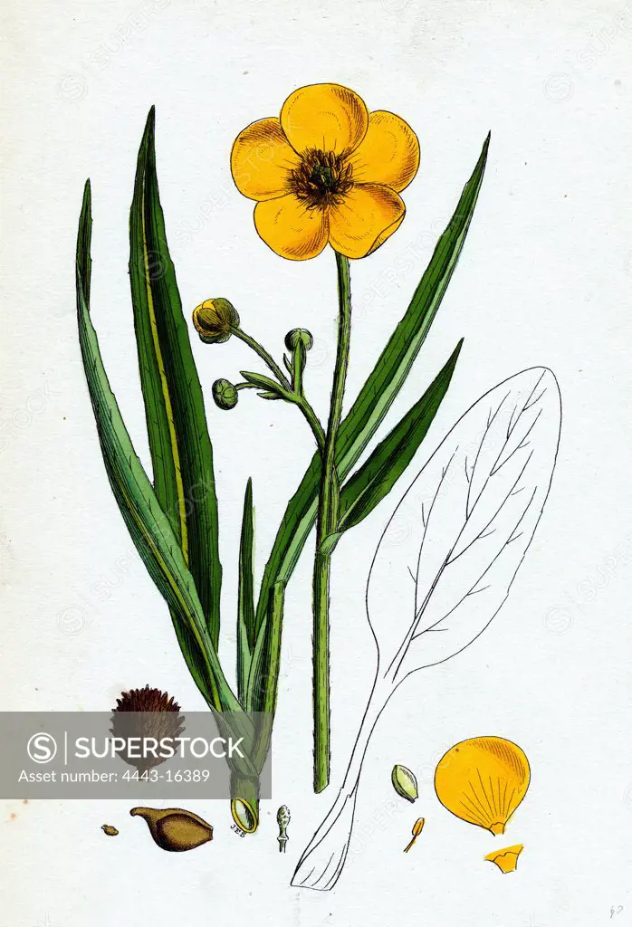 Ranunculus Lingua; Greater Spearwort