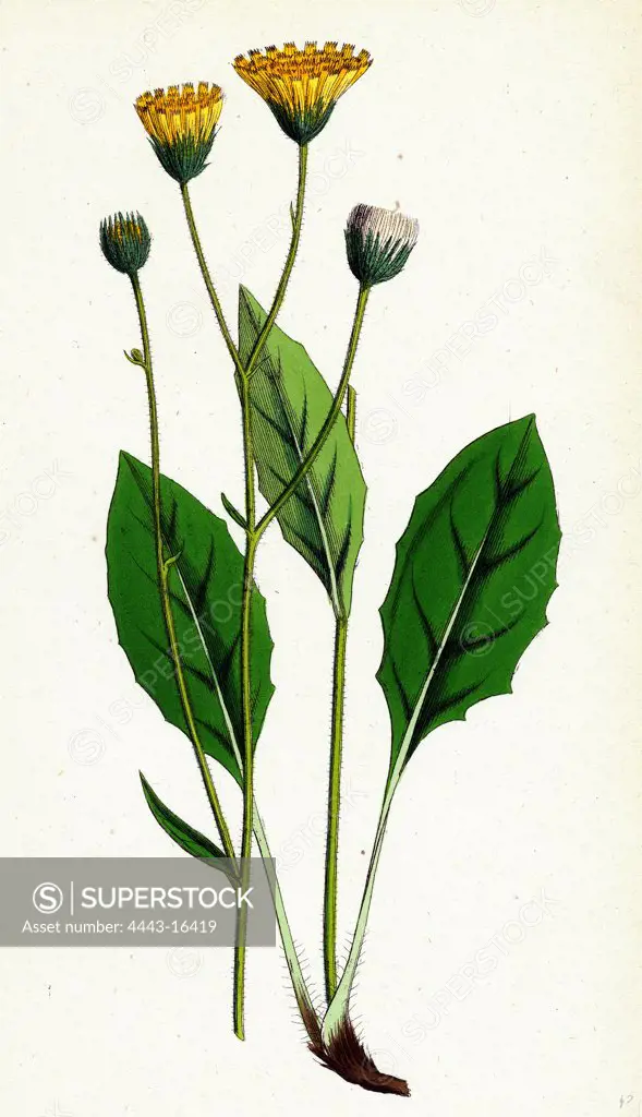 Hieracium flocculosum; Stellately-downy Hawkweed