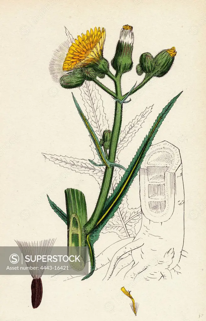 Sonchus palustris; Marsh Sow-thistle