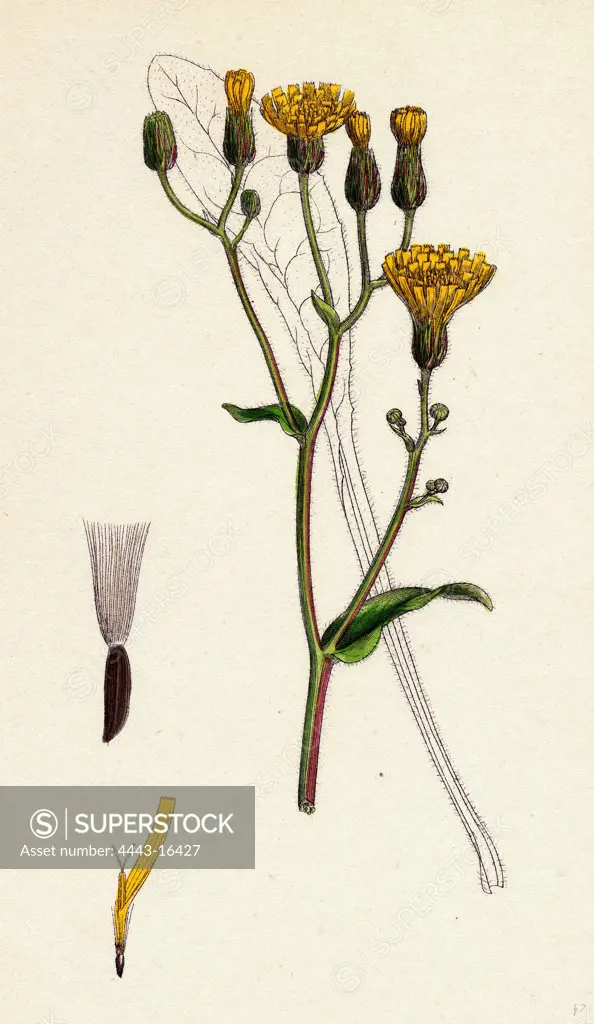 Crepis succisifolia; Scabious-leaved Hawk's-beard
