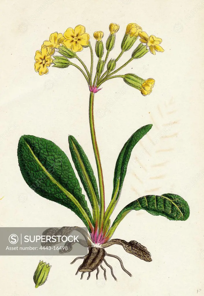 Primula officinali-vulgaris; Cowslip Oxlip