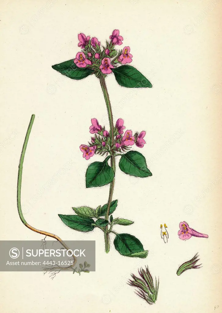 Calamintha Clinopodium; Wild Basil
