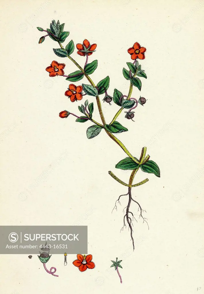 Anagallis arvensis, var. phoenicia; Scarlet Pimpernel