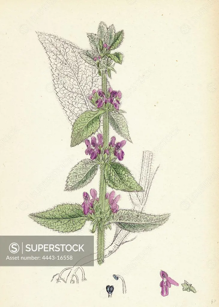 Stachys Germanica; Downy Woundwort