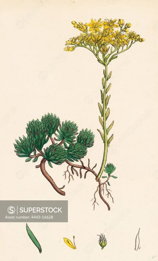 Sedum Forsterianum; Forster's Stone-crop