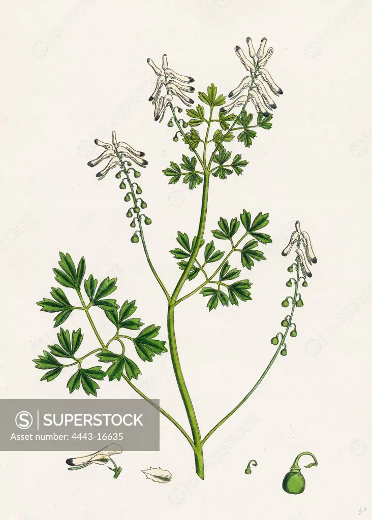 Fumaria Pallidiflora; Pale flowered Fumitory