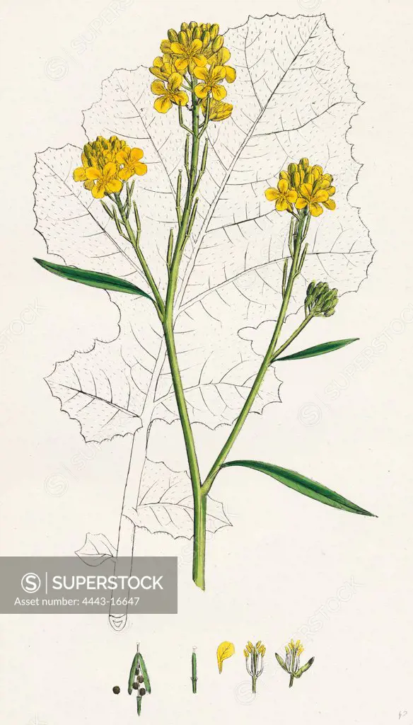 Brassica nigra; Black Mustard