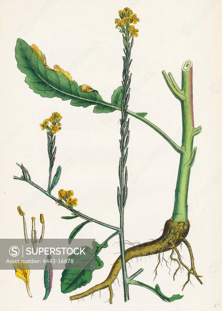 Brassica adpressa; Hoary Mustard